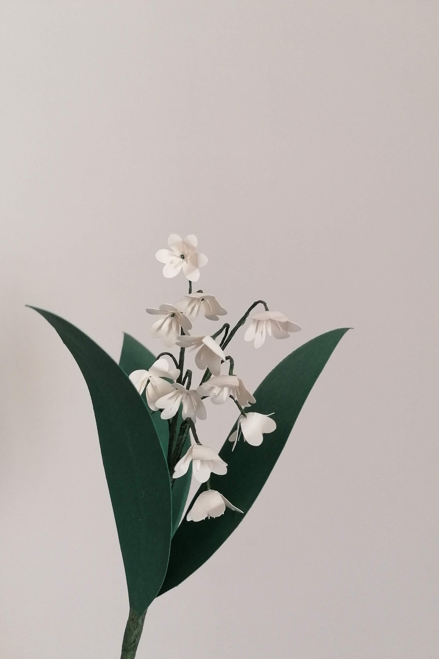 Lily of the valley