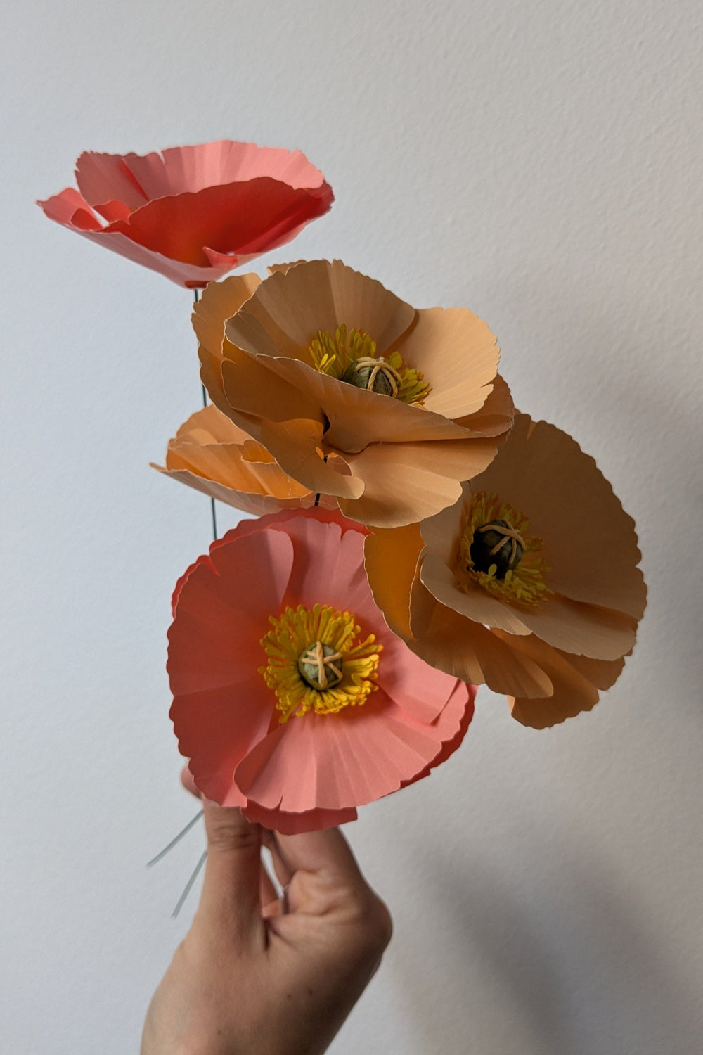 Poppy