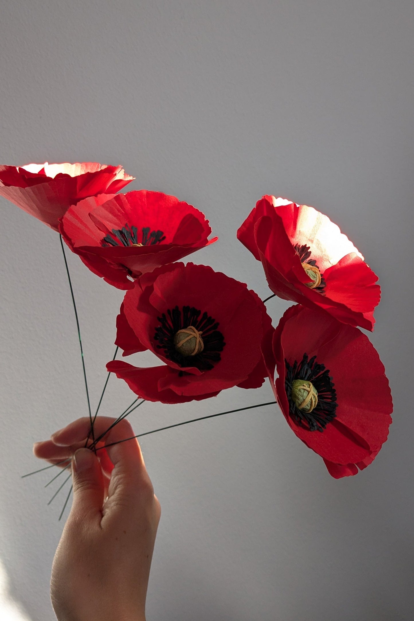 Poppy