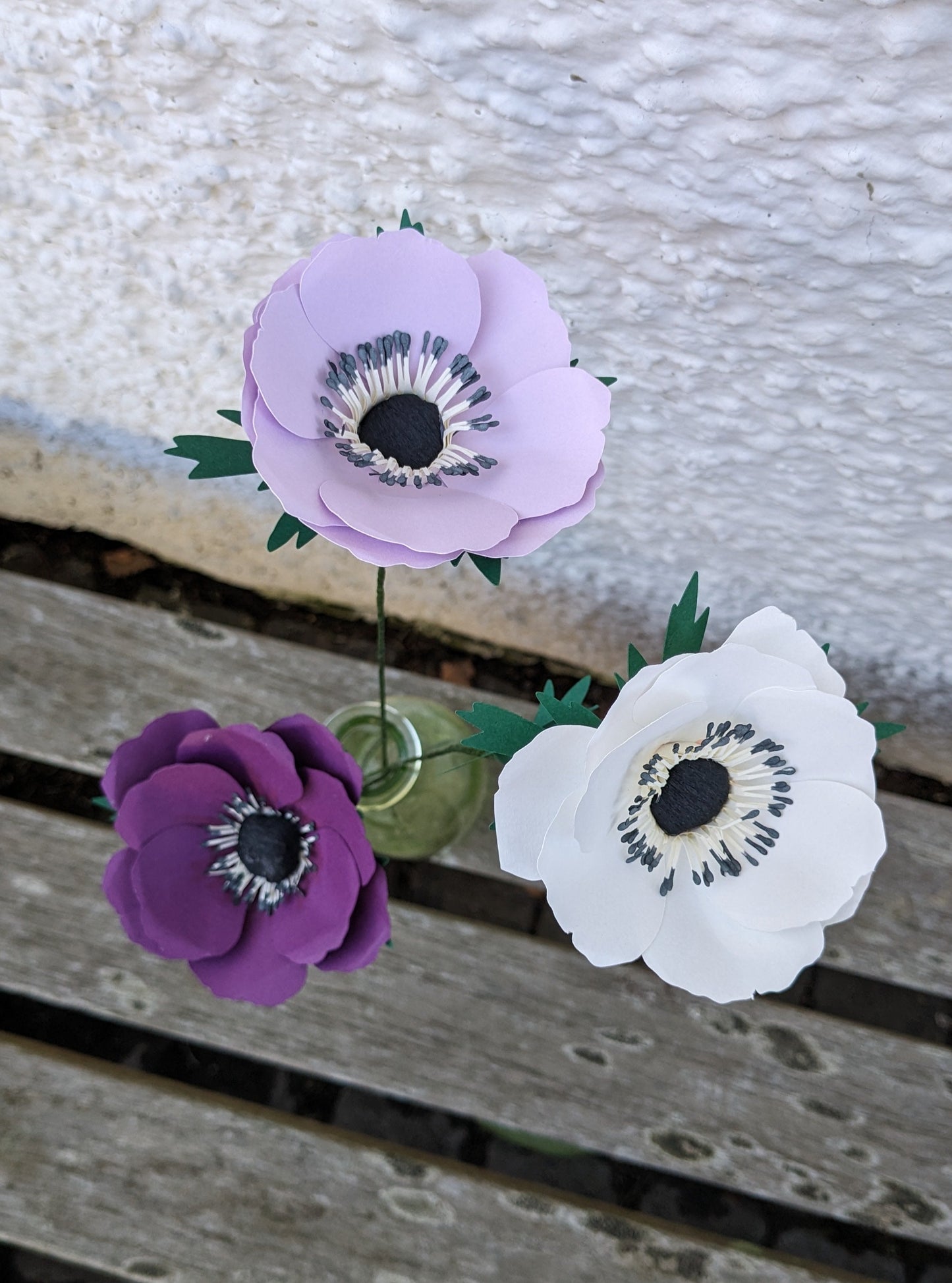 Anemone