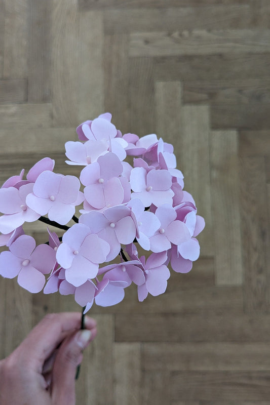 Hydrangea